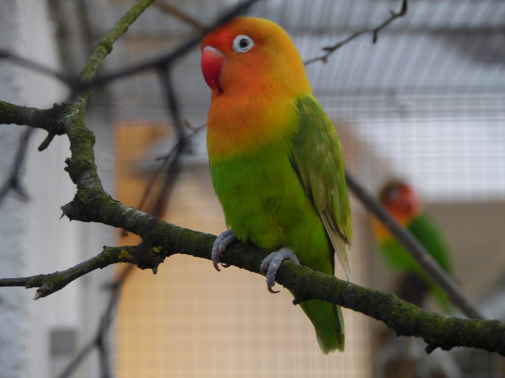 Agaporniden - Vogelzucht Luebu