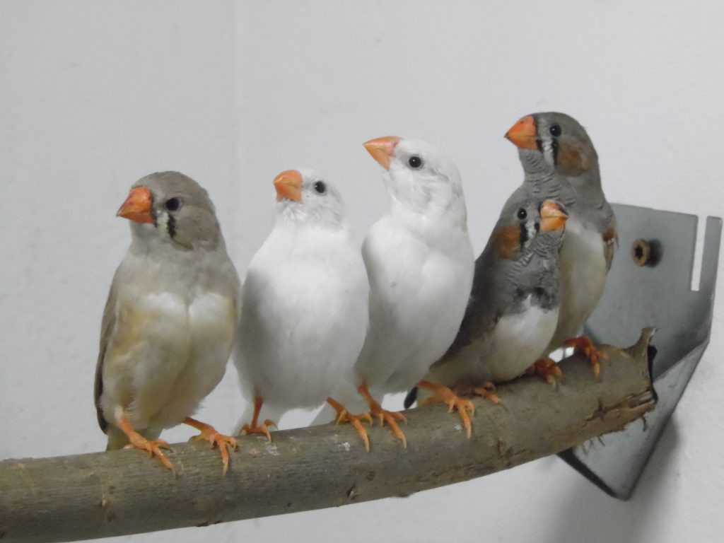zebrafinken-vogelzucht-luebu