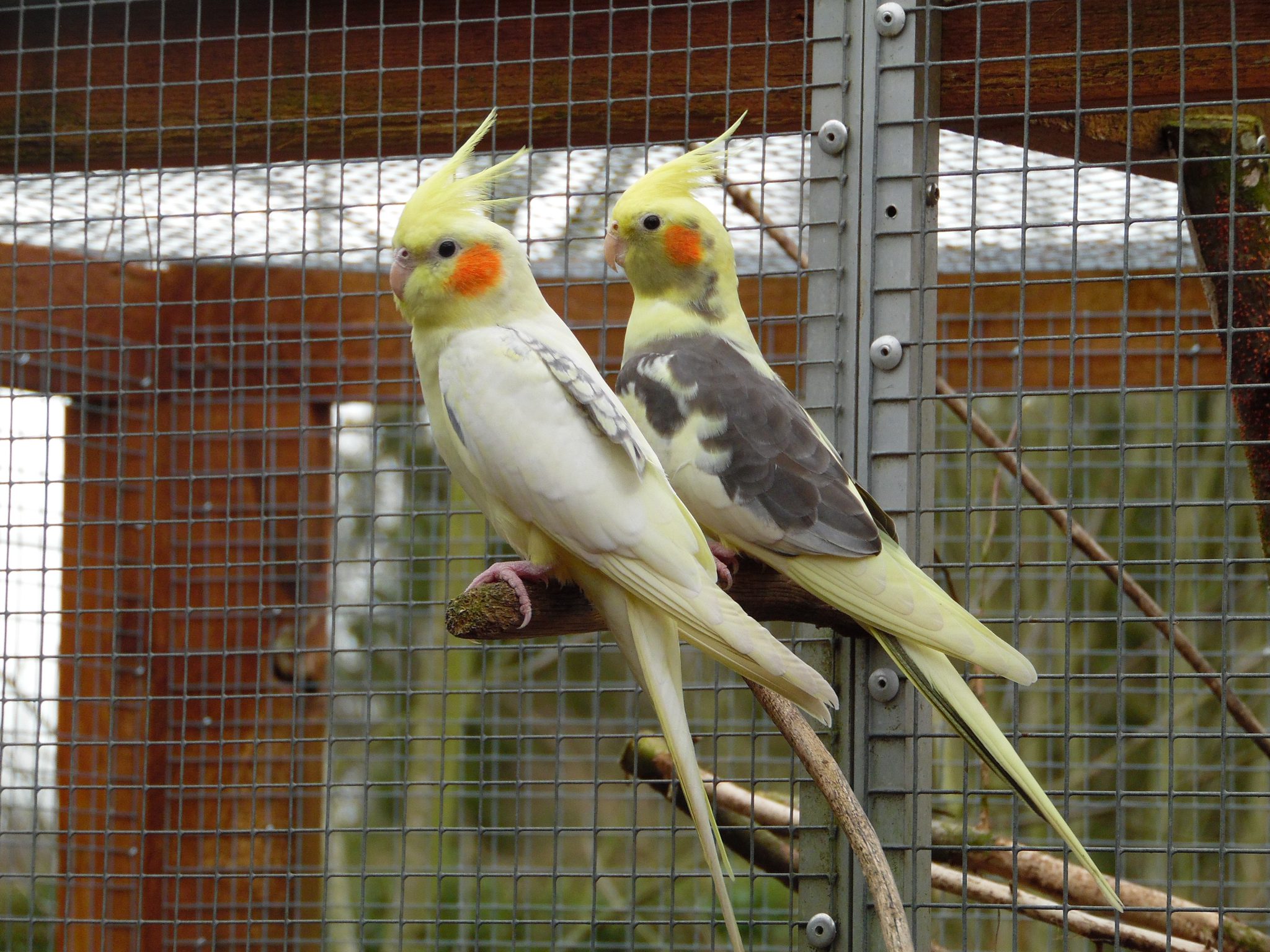 Nymphensittiche Vogelzucht Luebu