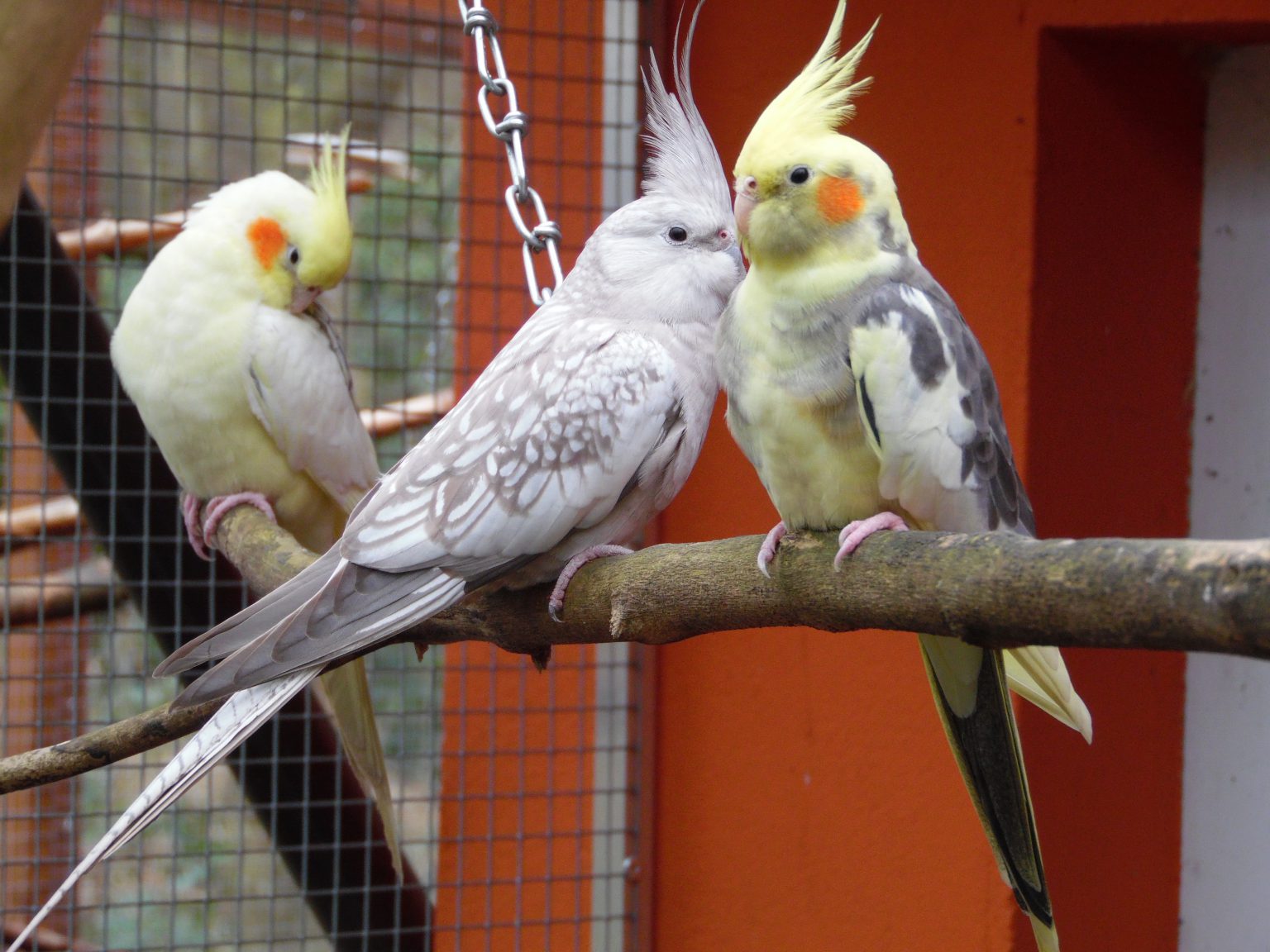 Nymphensittiche Vogelzucht Luebu