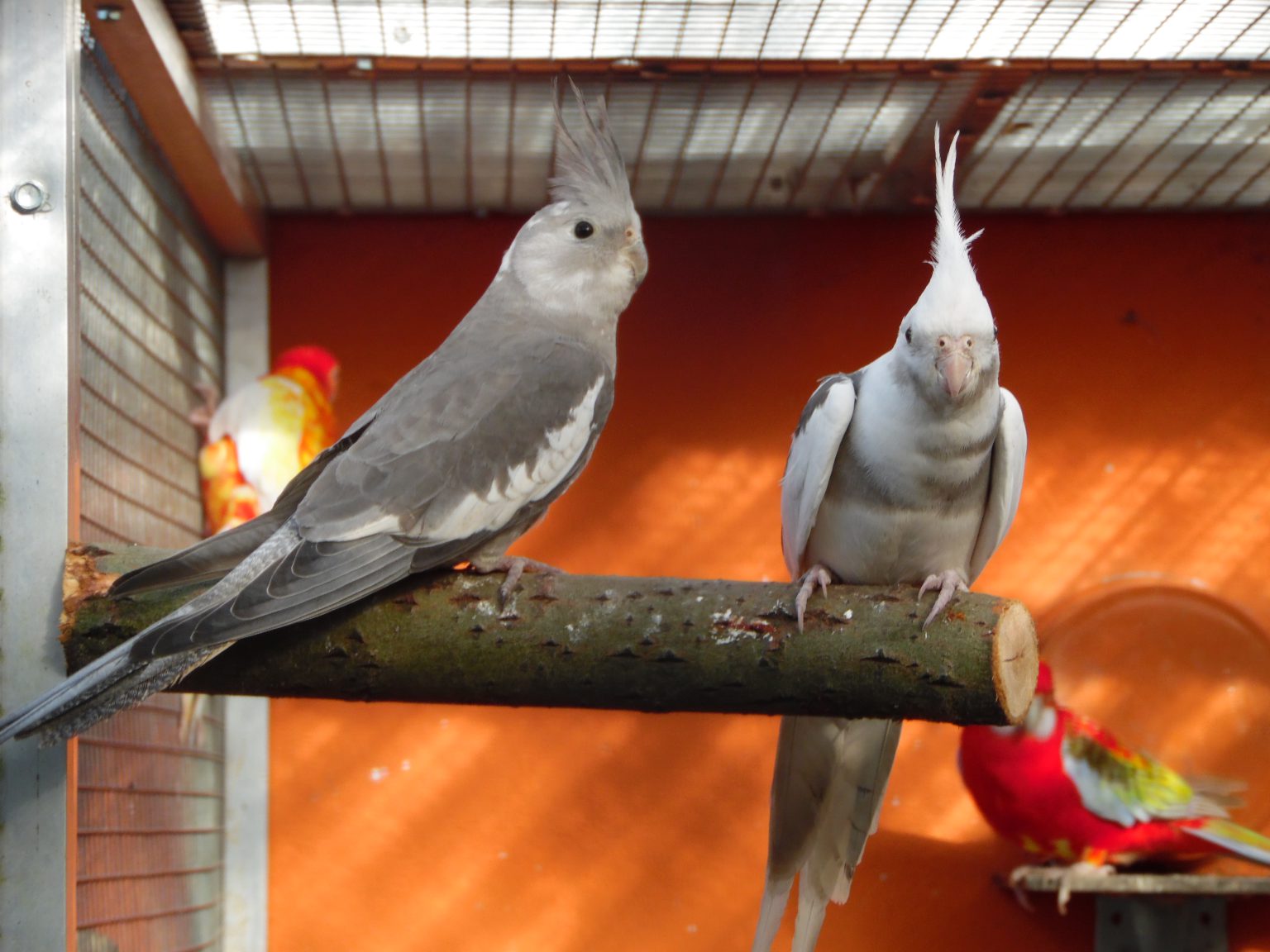 Nymphensittiche Vogelzucht Luebu